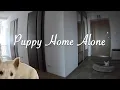 Westie Puppy Home Alone For One Hour - This Is How She Reacted