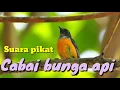 Download Lagu Cabai bunga api gacor cocok untuk suara pikat dan bisa di jadikan masteran