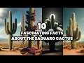Top 10 Fascinating Facts About the Saguaro Cactus Curiosities of the Giant Cactus