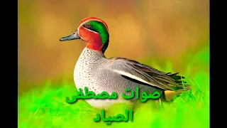 جديد صوت الطيور المهاجره طائر الحذاف دندنها