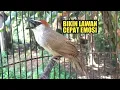 Download Lagu Kicauan burung kaso kaso gacor seperti di alam