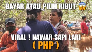 Download MAR4H BENERAN❗️NAWAR SAPI LARI atau PHP, Akhirnya Ribut ini yang Terjadi MP3