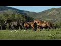 Speak the Language Horse Behavior Herd Mentality