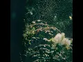 運命さがし - Unmei Sagashi - Macaroni Empitsu