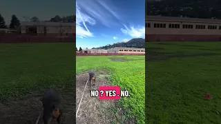 .. #fyp #dream #youtube #doberman #pets