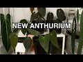 Rare Anthurium I ve Been Hiding From YOU