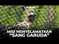 Lagu Menjaga Garuda: Perjuangan Menyelamatkan Elang Jawa dari Kepunahan | LIPSUS