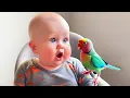 Download Lagu Baby's First Time Meets The Bird: Hilarious Reactions To Flying Pets (Especially Parrots And Babies)