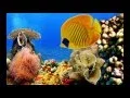 Amazing Tropical Fish Pictures