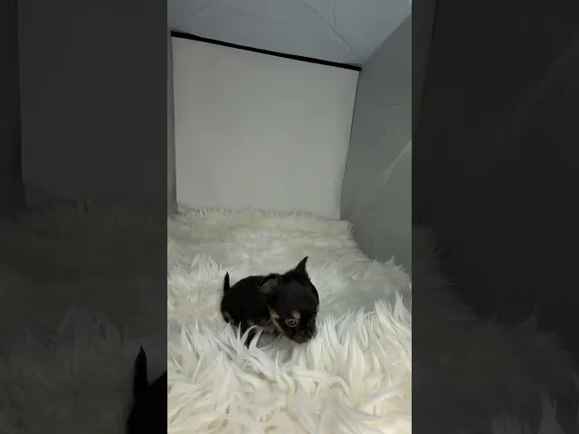 動画