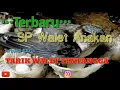 Download Lagu SP || Pawang walet mp3
