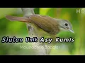 Download Lagu Siulan Nyentrik Burung Asy Kumis | Moustached Babbler