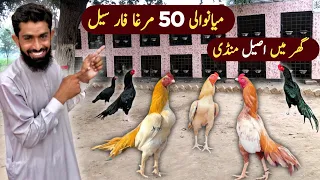 mianwali aseel murga setup mianwali aseel 