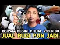 ASAL LAKU JADI DUIT RUGIPUN JADI || POKSAY BEGINI DIJUAL 200 RIBU DI PASAR BURUNG PRAMUKA 