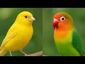 Lagu Suara Masteran Burung Kenari sambung Lovebird Untuk Masteran Burung Cendet Muraibatu #masteran #bird