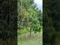 Lagu seperti apa seharusnya pohon durian berumur satu tahun