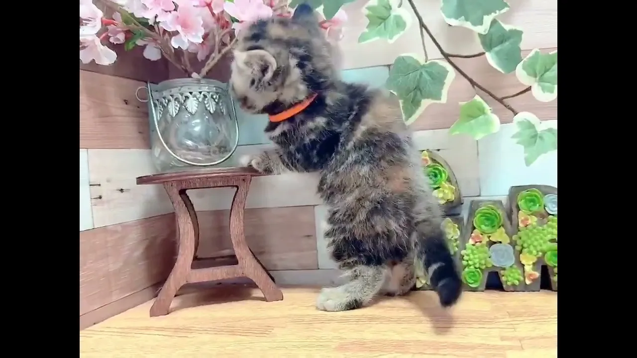 動画