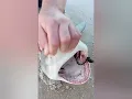 2025 5 Foot blacktip female shark