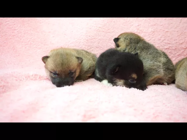 動画