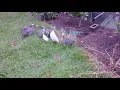 Guinea fowl and Snake