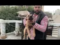 American pitbull terrier dog in india power full dog breed apbt dog kennel in india