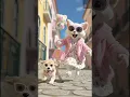 Download Lagu Stylist Mimi🐱 jokhon kukurer🐕 tara khelo..🐭🐱🐶#cat #bengalicartoon #3danimation #shorts #merystell