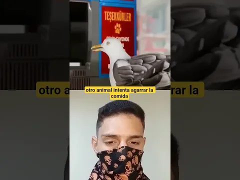 Está máquina le da de comer a gatos 🐱 #shorts #parati #foryou #viral #short