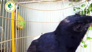suara burung murai batu thailand gacor cocok untuk terapi pagi