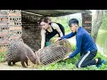 Download Lagu Female Hunter Tames Giant HEDGEHOG Invading Farm - What Happens Next?