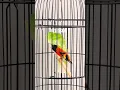 Download Lagu RED SISKIN GACOR FULL ISIAN