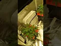 north Atlantic seed company awesome genetics and great service yet again