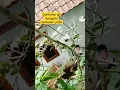 Download Lagu lagi manjat pohon rambutan eh tau tau ada anak anak di bawah minta 😅