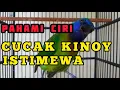 Download Lagu Cara Memilih Cucak Kinoy Bahan Prospek Cepat Gacor dan Perbedaan Jantan Betinanya