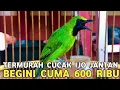 Download Lagu HAH 600 RIBUAN !!! CUCAK IJO BIG TERNYATA DISINI HARGANYA LEBIH TERJANGKAU DI PASAR BURUNG PRAMUKA 