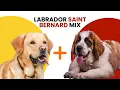 Labrador Saint Bernard Mix AKA Saint Berdador
