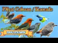 Suara pikat burung cabe-cabean ampuh #suarapikatampuh