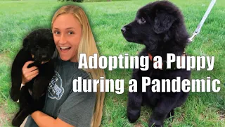 WE GOT A FREE PUPPY OFF CRAIGSLIST