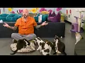 Cat Expert Reviews Bestselling Cat Toys on Amazon And One is Actually DANGEROUS
