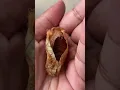 Download Lagu Giant Moth Trusts Her Rescuer To Raise Her Babies | The Dodo