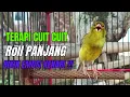 Download Lagu SUARA BURUNG Kenari GACOR PANJANG INI Cocok untuk Masteran KENARI PAUD dan Kenari Macet BUNYI