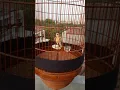 Branjangan (mongolian) full gacor