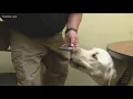 Houston County Sheriff s Office has GA s first electronic detection dog