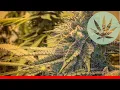 Cherry Cream Pie - All About This Strain