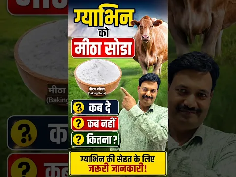 ग्याभिन क़ो मीठा सोडा कब दे कब नहीं कितना? 👉🏻 गाय भैंस को मीठा सोडा कैसे दे