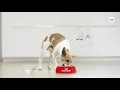 ROYAL CANIN URINARY CARE