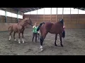 Donkey Mating Horse Mating Animal Crossing Buffalo Mating Xnx Mating