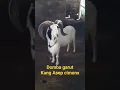 Download Lagu #majalengka #dombagarutsuper #kambing #shortvideos #reelsvideo#dombagarut#jualdombakurban #pasarmaja