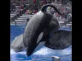 Tilikum pushes gate open - Aug 14 2015