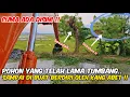 Download Lagu Luar Biasa ‼️ Pohon Lama Tumbang Sampai Dibuat Jadi Berdiri Oleh Excavator Gacor Ini ‼️ Mantap KDM.