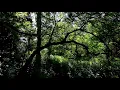 Download Lagu Anon: Elizabethan tunes set for bandora (Tinternel, Robin Hood, Quenes Almande)